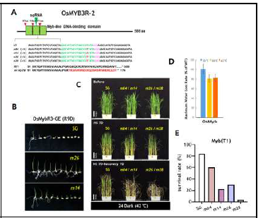OsMyb3R 유전자 편집벼의 고온내성 표현형 분석. (A) 유전자 편집 위치 분석 (B) 고온처리후 종자발아회복 표현 형 (C) 지속적 암조건에서 고온내성 표현형 비교 (D) 고온-가 뭄 복합조건에서 물소모율 비교 (DroughtSpotter)