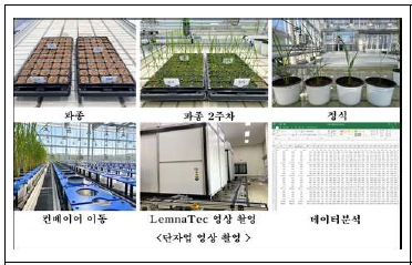 단자엽 영상표준 설정을 위한 과정