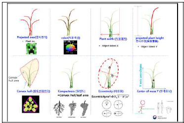 단자엽 작물에 적용 가능한 기본 영상지표