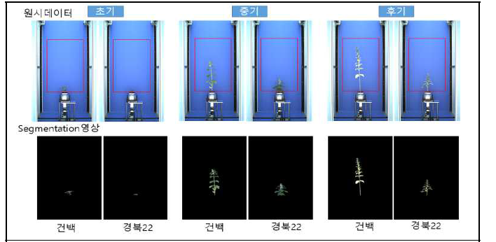 참깨 건백과 경북22호의 가시광 영상