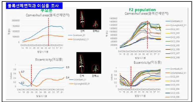 참깨 생장 시 convexhull area와 eccentricity의 변화 조사