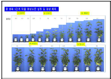 콩 생육 5단계 작물 영상표준 설정 및 영상획득