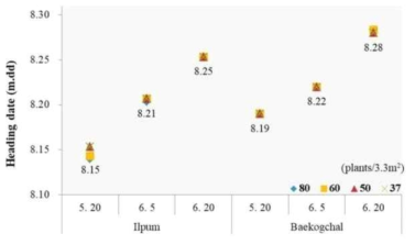 재식밀도별 이앙시기에 따른 출수기 변화