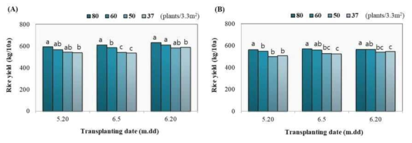 재식밀도별 이앙시기에 따른 쌀수량 변화 (A)일품벼 (B)백옥찰벼