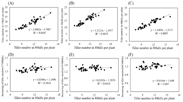 80주 이앙시 분얼수와 재식밀도별 분얼수와의 상관관계 분석 (A) 37, (B) 50 and (C) 60주. 80주 이앙시 분얼수와 각 재식밀도에서 분얼수 증가와의 상관관계 분석 (D) 37, (E) 50 (F) 60 주