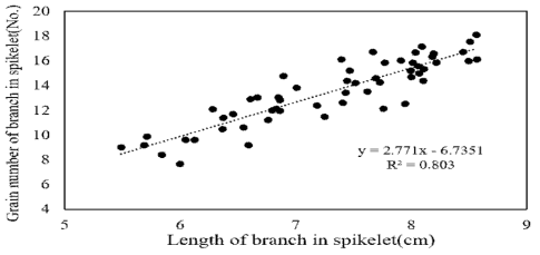 이삭 지경의 길이와 지경별 립수의 상관관계 분석