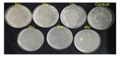 미세버블 적용 시간별 원액을 이용한 fusarium 배양