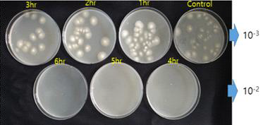 미세버블 발생장치(w/ 촉매) 적용 시간별 10-3 / 10-2 희석액 이용 fusarium 배양