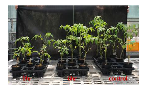 21일간 작물 재배 후 마이크로버블 처리 여부에 따른 토마토묘 생육 저해 현상 확인