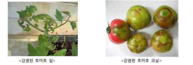 토마토 모자이크 바이러스 감염