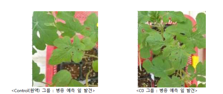 바이러스 포함 배액 이용 마이크로버블 처리 후 접종, 수박모 CGMMV 바이러스 병증 모니터링