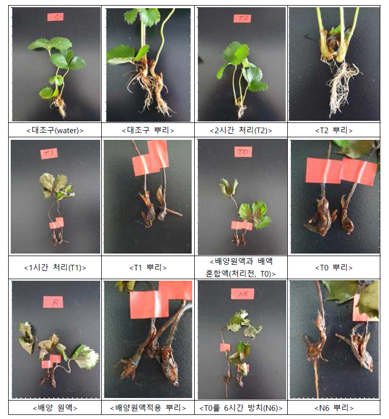 딸기 역병 발현 여부에 따른 뿌리 상태