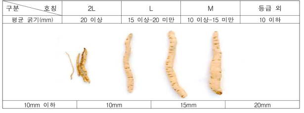 지황 크기 구분표