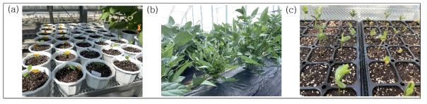 식물 재배 (a) 온실 재배 : 종자 수확용, (b) 포장 재배, (c ) 온실 재배 : 유식물 측정용