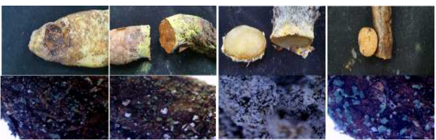 글로리오사 구근 수확기의 뿌리썩음병의 병 발생양상