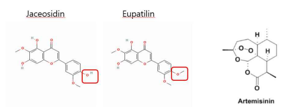 황해쑥 주요성분 Jaceosidin, Eupatilin, Artemisinin의 화학구조