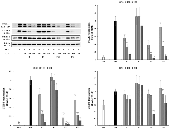 3T3-L1 adipocytes에서 수확시기별 산수유 열매 추출물 처리에 따른 단백질 발현량 시료: Co; 미분화, MDI; 대조구, F1, 9월 수확 과육, F3; 12월 수확 과육, FS1; 9월 수확 열매(씨포함), FS3; 12월 열매(씨 포함)