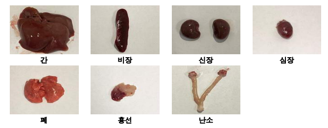 산수유 열매 열수 추출물 단회 투여 14일 후 랫드의 장기 외관