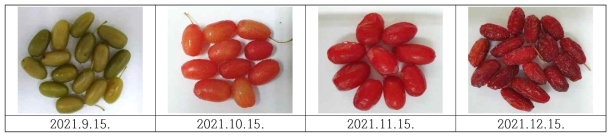 수확시기별 산수유 열매의 외관