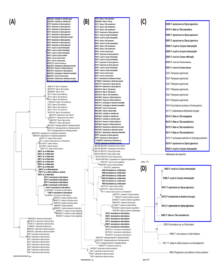 Pucciniastrum 종들의 ITS (A), LSU (B), CO3 (C), rpl3 (D) 염기서열의 minimum evol ution 계통수. 파란색 박스는 종복합체를 나타냄