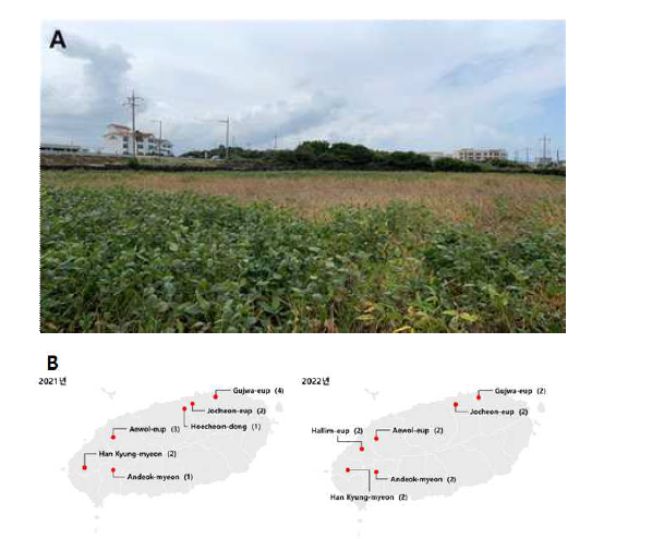 제주시 아람콩 재배지에서 고사한 콩 포장(A)과 2021년과 2022년에 병든 콩을 채집한 제주 지역(B). ()의 숫자는 채집 포장 수.