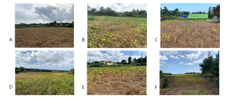 제주도 콩 재배지에서 고사한 콩의 모습. A; 제주시 구좌읍 동복리 1004, B; 제주시 조천읍 신촌리 85, C; 제주시 회천동 1122-1, D; 제주시 애월읍 어음리 2789, E; 제주시 한경면 낙천리 457-1, F; 서귀포시 안덕면 동광리 1583.
