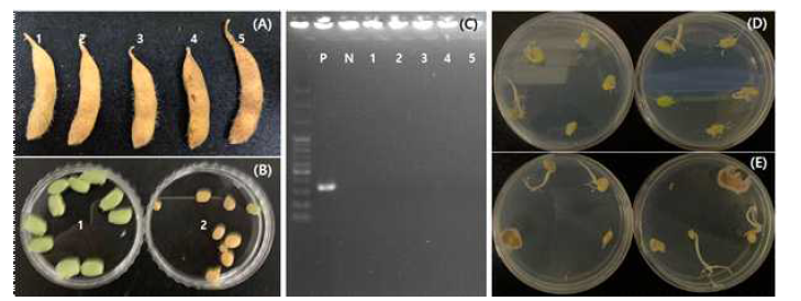 고사한 콩에서 수확한 콩 종자에서 Macrophomina phaseolina 검출. A; 병든 콩 꼬투리, B-1; 건전한 꼬투리에서 수확한 종자, B-2; 병든 꼬투리에서 수확한 종자, C; 병든 꼬투리에서 수확한 콩 종자의 gDNA를 추출하여 Macrophomina 특이적인 primer를 가지고 수행한 PCR 결과, D; 건전한 꼬투리에서 수확한 종자를 표면 살균하여 300 μg/mL의 streptomycin을 첨가한 PDA 배지에 치상하고 35℃에서 배양한 모습, E; 병든 꼬투리에서 수확한 종자를 표면 살균하여 300 μg/mL의 streptomycin을 첨가한 PDA 배지에 치상하고 35℃에서 배양한 모습.