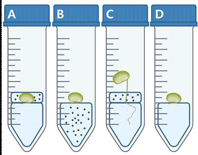 Macrophomina phaseolina의 병원성 실험을 50 mL의 conical 튜브에서 실시할 경 우, 병원균의 소립균핵을 접종한 물한천배지의 첨가 위치. A; 물한천배지 위에 콩 종자를 치상하면서 소립균핵을 접종한 물한천배지를 부어 접종한 튜브, B; 소립균핵을 접종한 물 한천배지를 튜브에 붓고, 그 위에 종자를 치상한 튜브, C; 소립균핵을 접종한 물한천배지 에 콩 종자를 접종하여 일정 기간 재배한 후, 생장한 유묘의 어린 줄기 부위에 소립균핵 을 첨가한 물한천배지를 부어 접종한 튜브, D; 병원균의 소립균핵을 접종하지 않은 무접 종구의 튜브.
