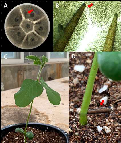 이쑤시개 접종법을 사용한 Macrophomina phaseolina의 병원성 검정. A; M. phas eolina를 배양하는 PDA 배지 위에 멸균한 이쑤시개(붉은 화살표)를 올려놓고 배양하는 모습, B; PDA 배지 위에 치상하여 M. phaseolina와 같이 배양하여 병원균의 소립균핵이 표 면에 형성된 이쑤시개(붉은 화살표), C; 병원성 실험을 위하여 V1 시기까지 온실에서 재 배한 콩, D; 소립균핵이 형성된 이쑤시개(붉은 화살표)를 줄기의 지제부에 찔러 병원균을 접종한 콩.