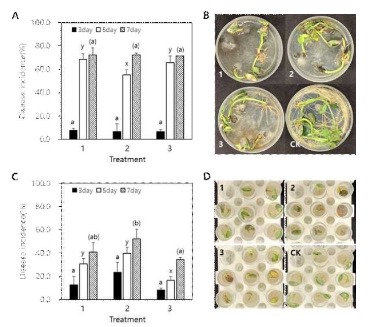 소립균핵을 접종원으로 사용하여 실시한 Macrophomina phaseolina의 병원성 검 정. A; 병원균의 소립균핵을 접종원으로 사용하여 식물배양접시에서 병원성 실험을 실시 한 M. phaseolina NSW17-108의 발병도, B; M. phaseolina NSW17-108의 병원성 실험을 실 시한 식물배양접시의 모습, C; 병원균의 소립균핵을 접종원으로 사용하여 50 mL conical 튜브에서 병원성 실험을 실시한 M. phaseolina NSW17-108의 발병도, D; M. phaseolina NSW17-108의 병원성 실험을 실시한 50 mL conical 튜브의 모습. B와 D에서 1은 소립균 핵을 접종한 0.8%의 물한천배지를 상층부에 부어준 처리구이며, 2는 하층부에, 3은 중간 층에, 그리고 4는 소립균핵을 접종한 0.8% 물한천배지를 부어주지 않은 무접종구의 식물 배양접시(B)와 50 mL conical 튜브를 보여주고 있다. 모든 처리는 Duncan 다중검정법 (DMRT)을 통하여 유의성을 검정하였으며, 그래프(A와 C)에서 동일한 문자는 5% 수준에 서 유의성이 없음을 의미한다.