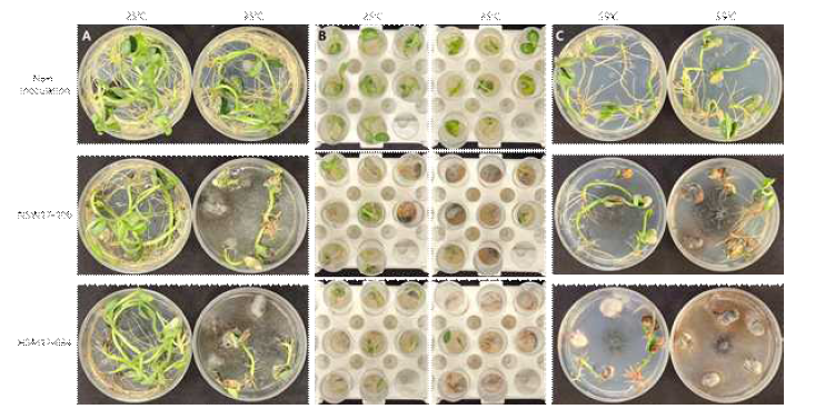 Macrophomina phaseolina NSW17-108과 HSM17-034의 콩에 대한 병원성 검정. A; 식물배양접시를 이용한 소립균핵 접종법, B; conical 튜브를 이용한 소립균핵 접종법, 및 C; 균사 접종법. 모든 사진은 병에 걸린 대두와 참깨에서 각각 분리한 M. phaseolina NSW17-108과 HSM17-034를 접종한 후 7일(A), 10일(B), 7일(C)째에 촬영하였음