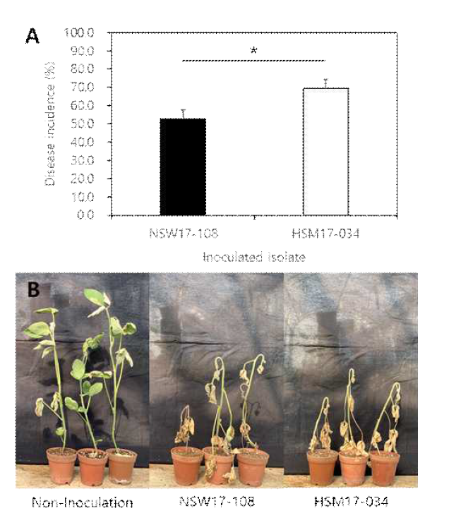 이쑤시개 접종법을 이용한 온실 병원성 검정에서 콩 균핵마름병의 발생. A; 콩 에 대한 M. phaseolina NSW17-108과 M. phaseolina HSM17-034의 발병도, B; 이쑤시개 접 종으로 인하여 콩에 나타난 균핵마름병 증상