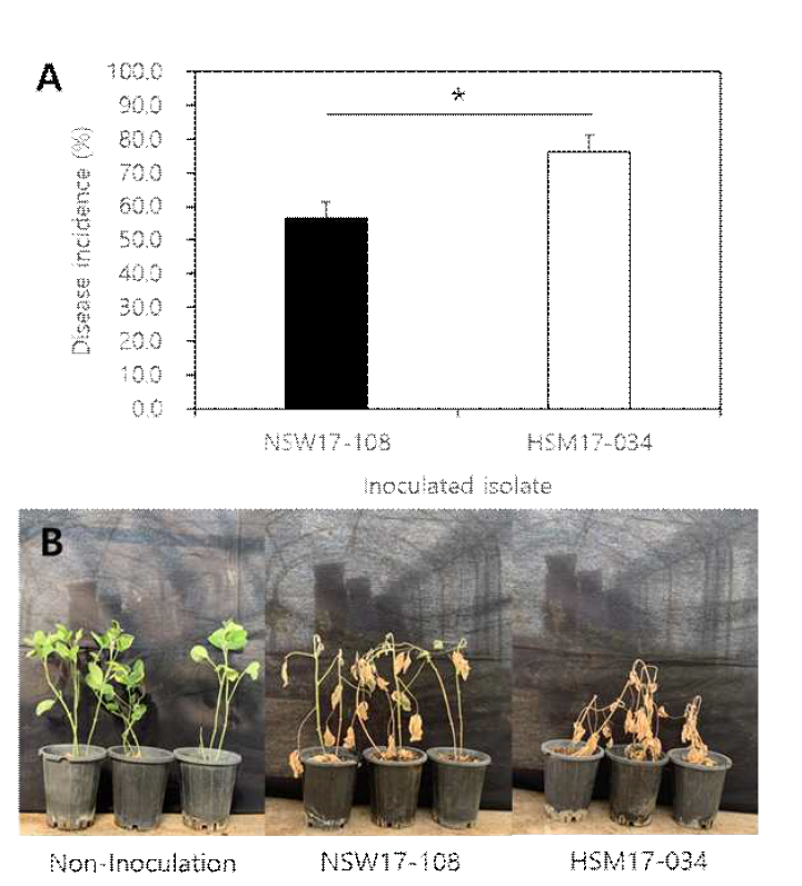 소립균핵 분의 접종법을 이용한 온실 병원성 검정에서 콩 균핵마름병의 발생. A; 콩에 대한 M. phaseolina NSW17-108과 M. phaseolina HSM17-034의 발병도, B; 이쑤시 개 접종으로 인하여 콩에 나타난 균핵마름병 증상