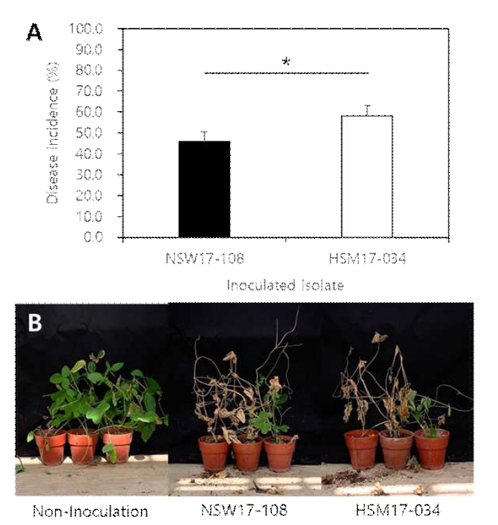 소립균핵 토양 관주 접종법을 이용한 온실 병원성 검정에서 콩 균핵마름병의 발생. A; 콩에 대한 M. phaseolina NSW17-108과 M. phaseolina HSM17-034의 발병도, B; 이쑤시개 접종으로 인하여 콩에 나타난 균핵마름병 증상.