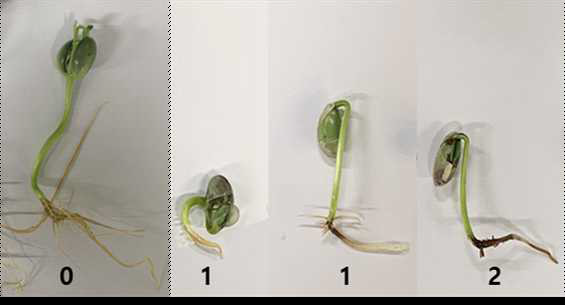 Calonectria ilicicola에 의한 검은뿌리썩음병의 발병도 조사를 위한 발병지수. 0; 건전, 1; 뿌리 또는 떡잎이 갈변함, 2; 뿌리와 떡잎이 모두 갈변함.