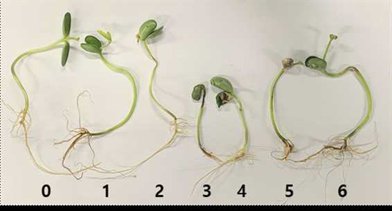 Fusarium sp.에 의한 Fusarium 시들음병의 발병도 조사를 위한 발병지수. 0; 건 전, 1; 뿌리가 갈변함, 2; 즐기가 갈변함 3; 뿌리와 줄기가 갈변함, 4; 떡잎이 갈변함, 5; 뿌리와 떡잎이 갈변함, 6; 뿌리, 줄기, 떡잎이 갈변함.