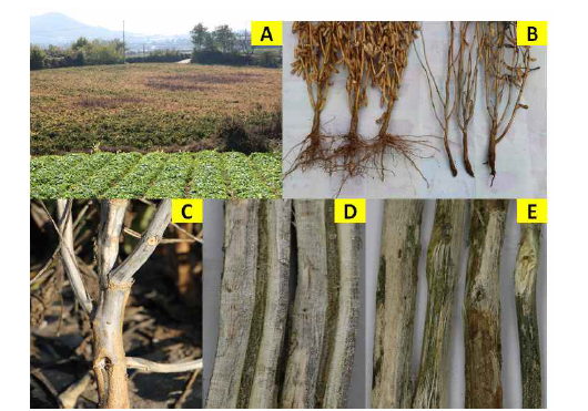 콩 균핵마름병에 대한 선행 연구 결과. A; 콩 균핵마름병이 발생한 경기도 화성시의 콩밭, B; 건전한 콩과 균핵마름병균에 감염되어 고사한 콩, C; 콩균핵마름병의 소립균핵이 표 징으로 나타난 콩의 지제부, D; 콩 줄기 내부에 형성된 소립균핵, E; 목탄화된 것처럼 검게 되 고, 표피가 갈라진 지제부. Ko, Y. M., Choi, J., Lee, Y. H. and Kim, H. T. (2020) First report of charcoal rot caused by Macrophomina phaseolina on Glycine max in Korea. Res. Plant Dis. 26:29-37. (in Korean).