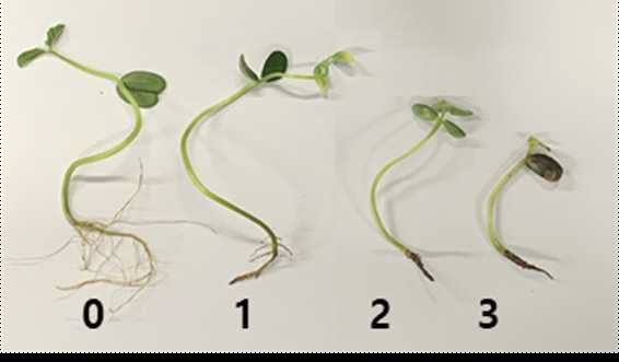 Pythium sp.에 의한 유묘 마름과 뿌리 부패의 발병도 조사를 위한 발병지수. 0; 건전, 1; 갈변한 뿌리의 비율 0%≤x<50%, 떡잎의 갈변은 없음, 2; 갈변한 뿌리의 비율 50%≤x<100%, 떡잎의 갈변은 없음, 3; 갈변한 뿌리의 비율 50%≤x<100%, 떡잎이 갈변함.