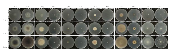 25℃와 35℃의 PDA 배지에서 각각 배양한 병원균의 균사생장 모습. A; Macrophomina phaseolina ASH21-025, B; Diaporthe longicolla DI21-012, C; Calonectria ilicicola CA20-008, D; Fusarium sp. FO20-001, E; Rhizoctonia solani RH21-003, F; Pythium sp. PY21-001.