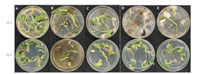 Macrophomina phaseolina, Diaporthe longicola, Caronectria ilicicola와 Fusarium sp.와 같은 4가지 병원균의 콩에 대한 병원성. A; 무접종 대조구, B; M. phaseolina ASH20 -001, C; D. longicolla DI20-001, D; C. ilicicola CA21-001, E; Fusarium sp. FU21-011.