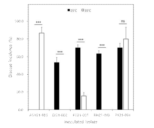 제주도에서 채집한 고사한 콩에서 분리한 5종의 병원균의 25℃와 35℃에서 아 람콩에 대한 발병도. 실험에 사용한 균주는 Macrophomina phaseolina ASH21-005, Diaporthe longicolla DI21-002, Fusarium sp. FU21-001, Rhizoctonia solani RH21-003, Pythium sp. PY21-001 등이었다. 병원균의 병원성은 식물배양접시에서 병원균의 균사를 접종원으로 사용하여 조사하였다. 실험의 유의성은 t-검정을 사용하여 조사하였다. ns; 유 의하지 않음, ***; 0.1% 수준에서 유의성 인정.
