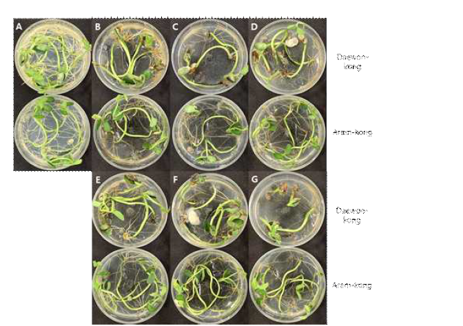 25℃에서 Macrophomina phaseolin의 대원콩과 아람콩에 대한 병원성. 실험에 사용한 균주는 다음과 같았다. B; ASH21-005, C; ASH21-010, D; ASH21-015, E; ASH21-02 2, F; ASH21-025, G; ASH21-032. A는 M. phaseolina를 접종하지 않은 대조구이었다. 사진은 병원균을 접종하고 7일 후에 촬영하였다.