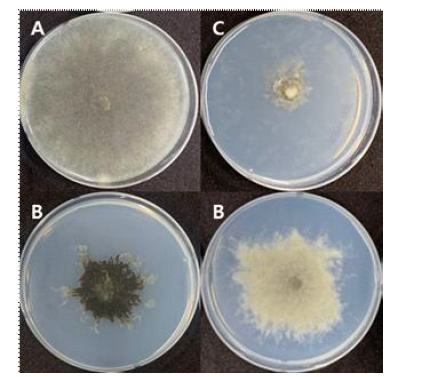 염소산염 배지에서의 성장 패턴. A; 저항성 생장 패턴, B; 깃털모양의 중도 저 항성 생장 패턴, C; 균사 생장이 억제된 감수성 생장 패턴.