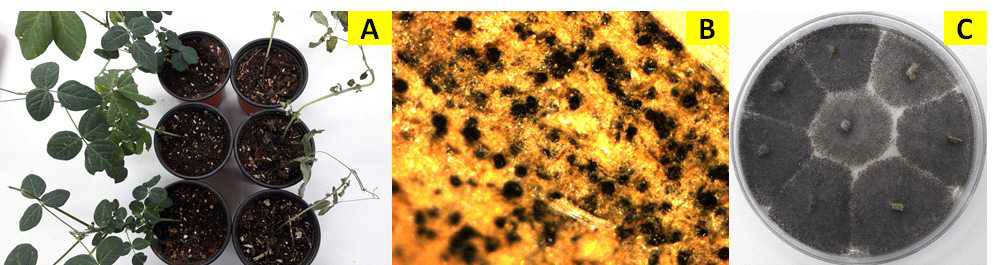 고사한 콩에서 분리한 균핵마름병을 온실에서 콩에 접종하여 병원성 검정하고 재분리 한 병원균. A; 온실에서 실시한 병원선 검정, B; 지제부의 피층부위에서 발생한 소립균핵, C; 병징 부위에서 재분리한 콩균핵마름병균 Macrophomina phaseolina.