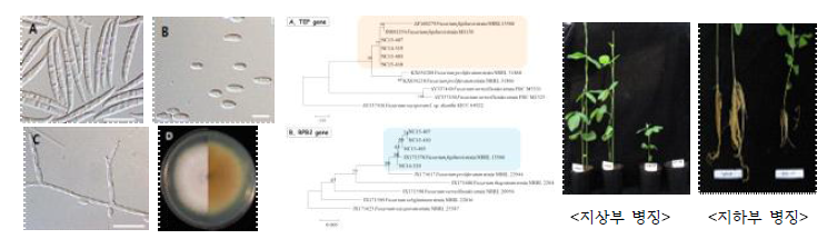 콩에서 분리한 Fusarium fujikuroi 균주의 균학적 및 병리학적 특성. 좌: 콩에서 분리한 F. fujikuroi 균주의 균학적 특성; 중: 콩에서 분리한 F. fujikuroi 균주의 염기서열 분석에 의한 계통수; 우: 콩에서 분리한 F. fujikuroi 균주의 병원성 검정