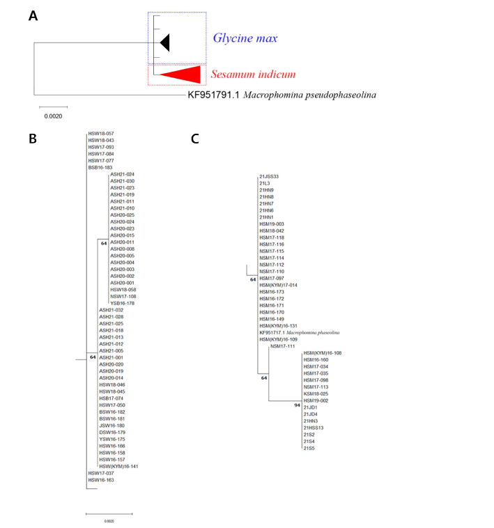 대두와 참깨에서 분리한 M. phaseolina의 ITS, TEF-1α, TUB2, ACT 유전자 염 기서열을 기반으로한 다중 유전자 계통분석. A; 단순화된 계통수, B; 콩, C; 참깨.