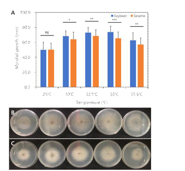 콩에서 분리한 52균주와 참깨에서 분리한 40균주의 온도에 따른 균사생장(A). B; 콩에서 분리한 M. phaseolina HSW18-044의 각 온도별 PDA배지에서 균사 생장, C; 참 깨에서 분리한 M. phaseolina HSM17-034의 각 온도별 PDA배지에서 균사 생장. B와 C의 PDA 배지는 왼쪽에서부터 오른쪽으로 각각 25, 30, 32.5, 35, 37.5℃에서 배양하였다.