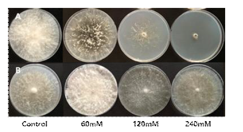 염소산염을 첨가한 배지에서 Macrophomina phaseolina의 생장. A; 콩에서 분리 한 M. phaseolina ASH20-011, B; 참깨에서 분리한 M. phaseolina KSM18-02