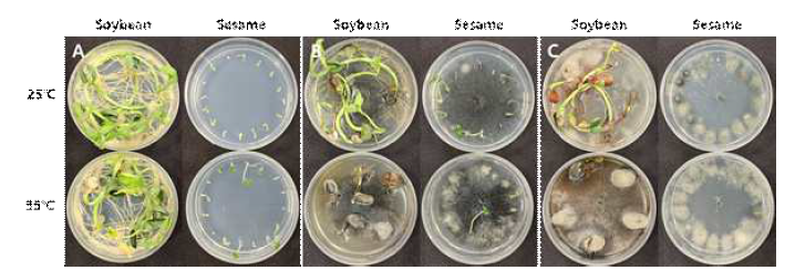균사 접종법을 이용한 콩과 참깨에 대한 Macrophomina phaseolina의 병원성 검정. A; 무접종 대조군, B; 콩에서 분리한 M. phaseolina HSW18-058의 콩과 참깨에 대한 병원성, C; 참깨에서 분리한 M. phaseolina KSM18-025의 콩과 참깨에 대한 병원성.