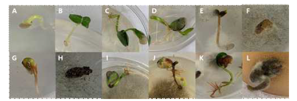 식물배양접시에서 Macrophomina phaseolina를 인공접종한 참깨와 콩의 유묘에 서 나타나는 이상 증상. A-B; 건전 참깨, C-D; 건전 콩, E-H; 이상 증상이 나타난 참깨, I -L; 이상 증상이 나타난 콩.